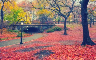 fall leaves in new york central park