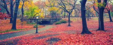 fall leaves in new york central park